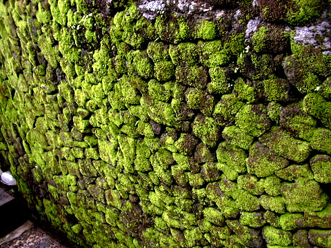 Moss-covered Wall
