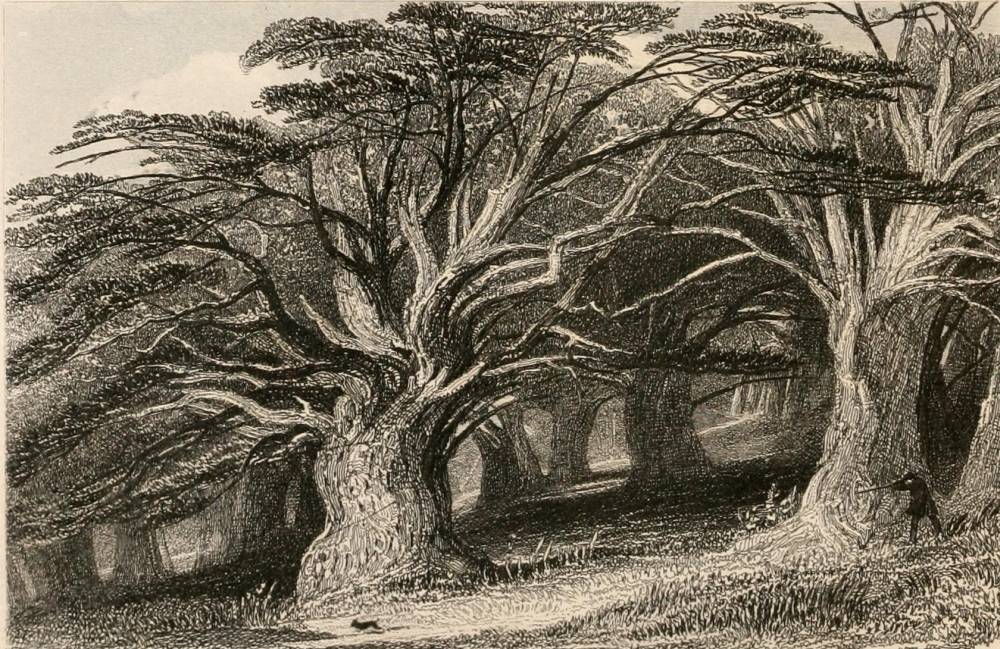 Druids' Grove, by Thomas Allom