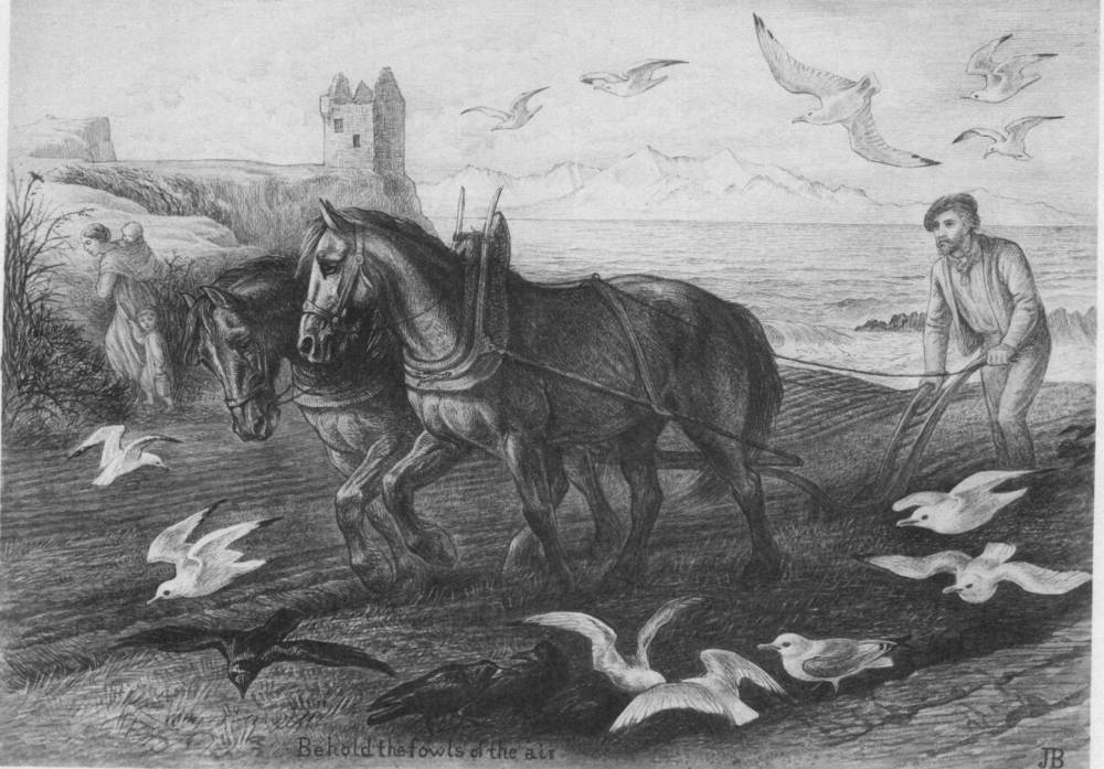 Behold the fowls of the air