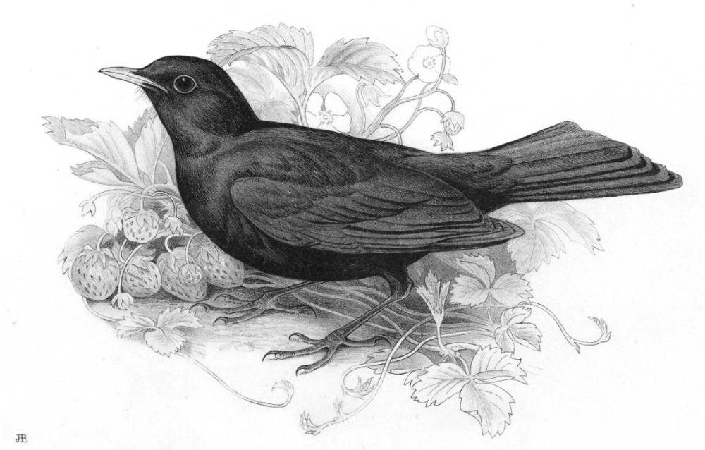 The Blackbird