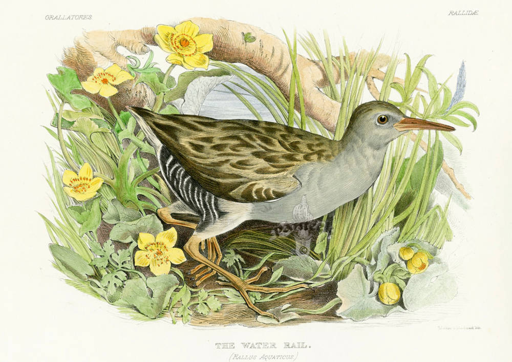 The Water Rail (Rallus Aquatus)