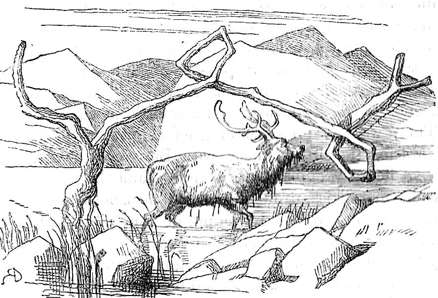 Highland Stag