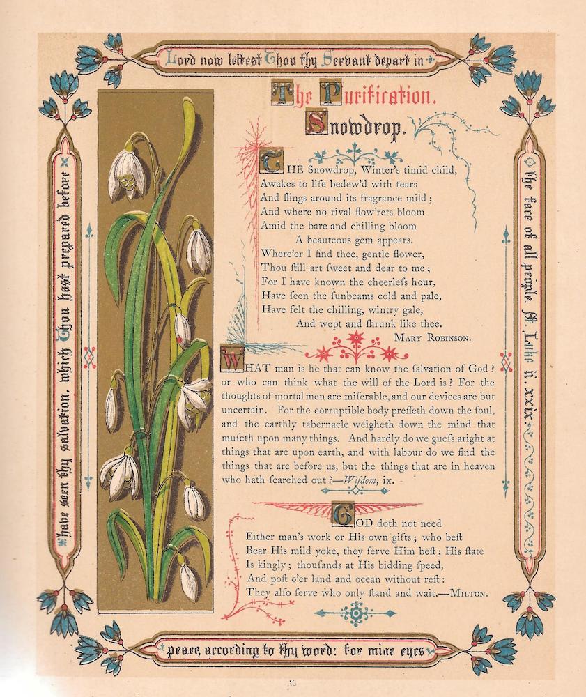 The Purification Snowdrop