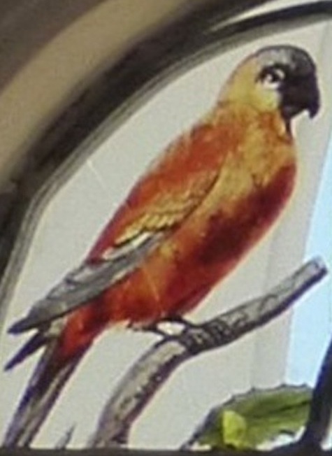parrot