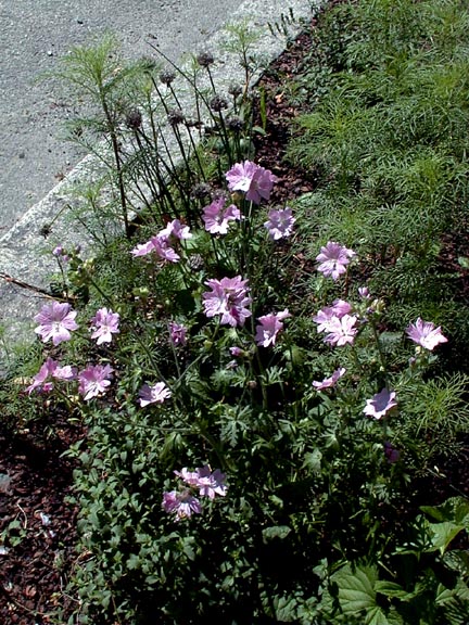 Flowers on Sidewalk Patch 