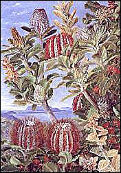 australian plants