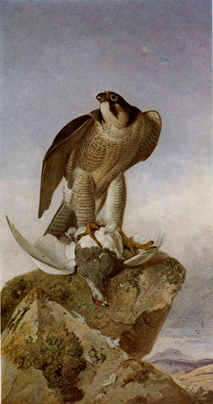 A Perigine Falcon with a Ptarmigan