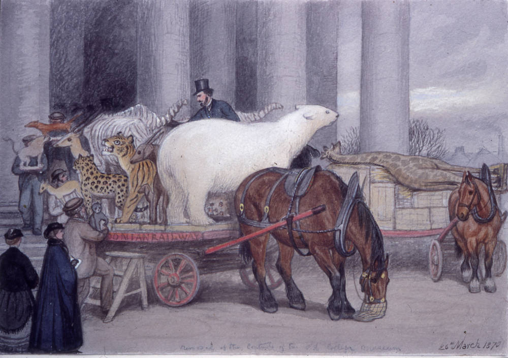 Moving the Contents of the Hunterian Museum in Glasgow
