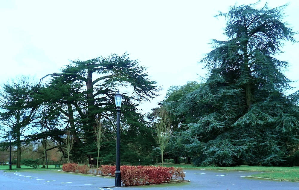 Corner of 'The Cedars of Lebanon' with title and date