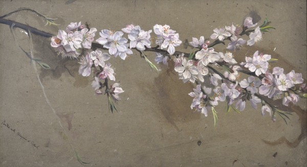 Apple Blossom