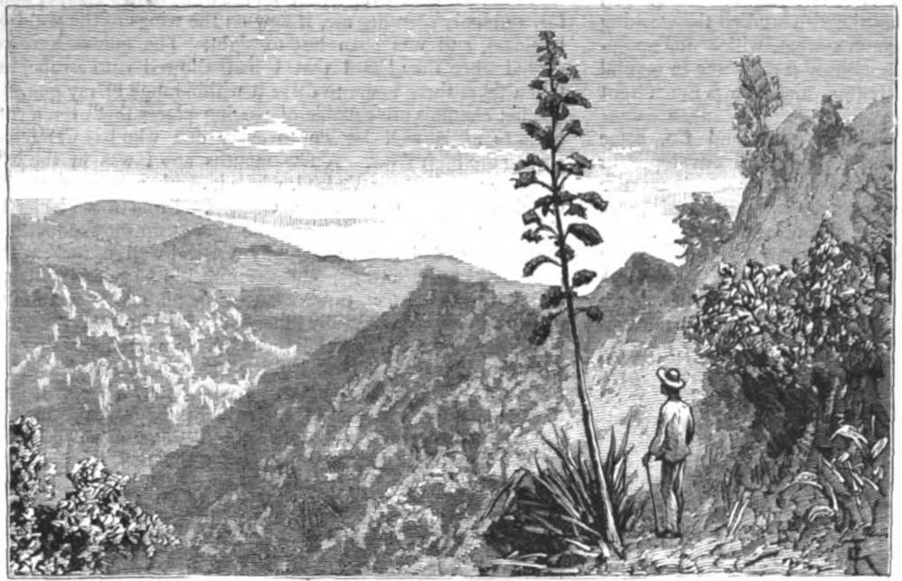 Up in the Blue Mountain