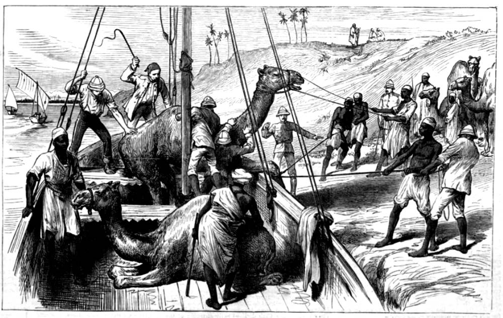 Sending Camels Across the Nile at Dongola