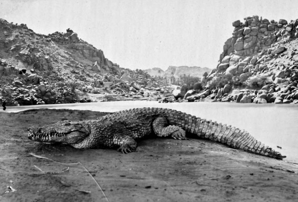 Crocodile on a Sand-Bank