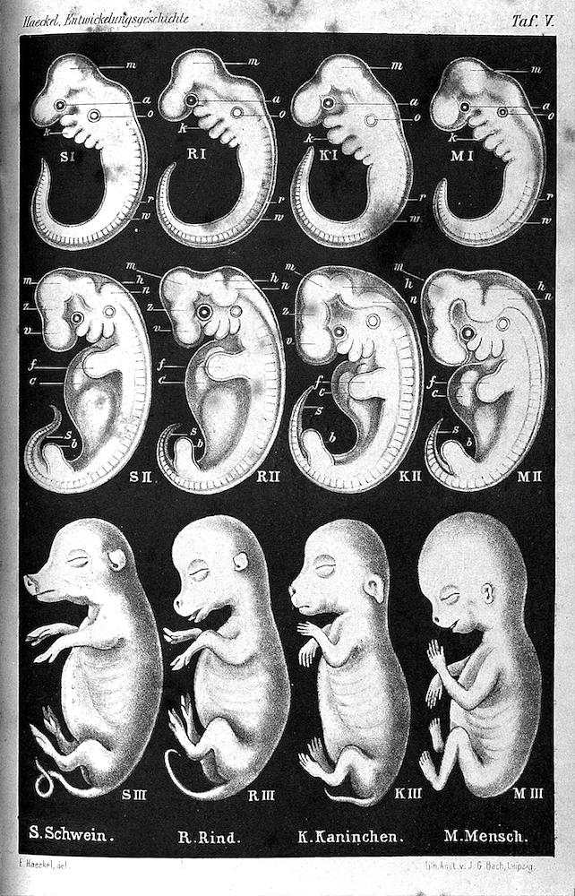 fetal similarities of various species, including humans