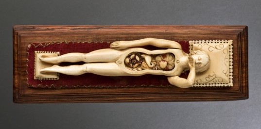 Ivory anatomical manikin one