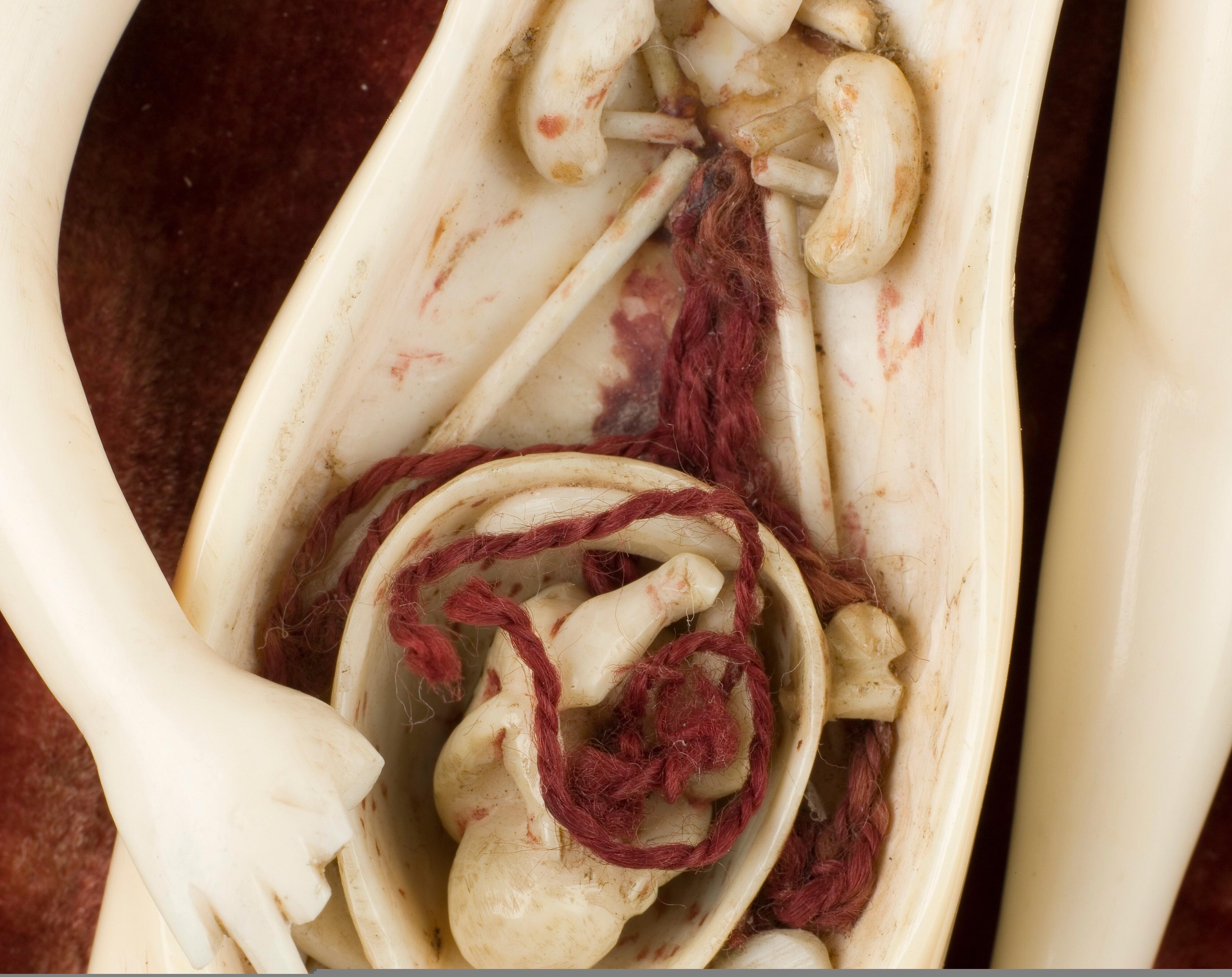 Ivory anatomical manikin two