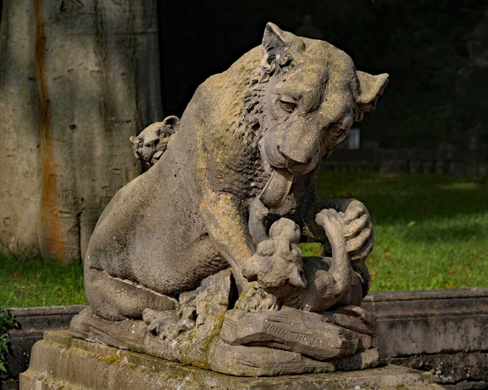 Lioness at Thornbridge Hall, Derbyshire