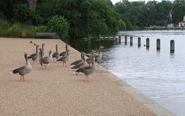 Des oiseaux d'eau