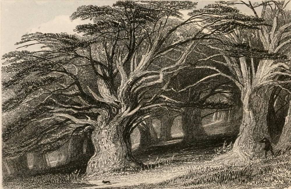 The Druids' Grove