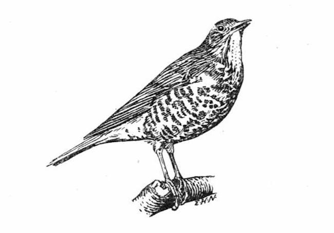 Missel-Thrush