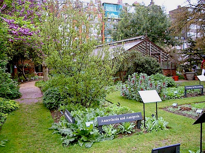 medicinal plants in the Chelsea Physics Garden