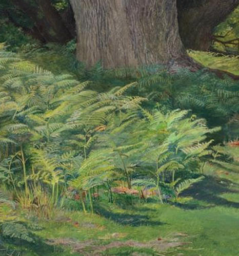 Detail of ferns in Hayes Common