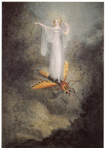 The Moth Fairy