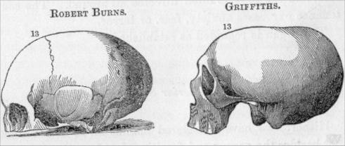 The organ of Benevolence from Combe's System of Phrenology, 1850.